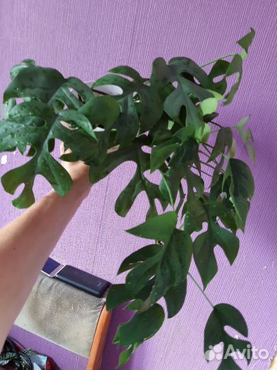 Рафидофора тетросперма