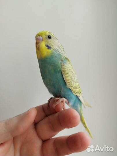 Волнистые попугаи, птенцы