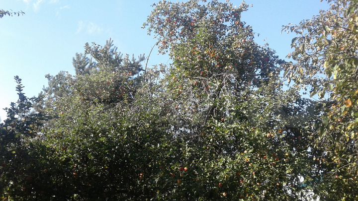 Дача 70 м² на участке 8 сот.