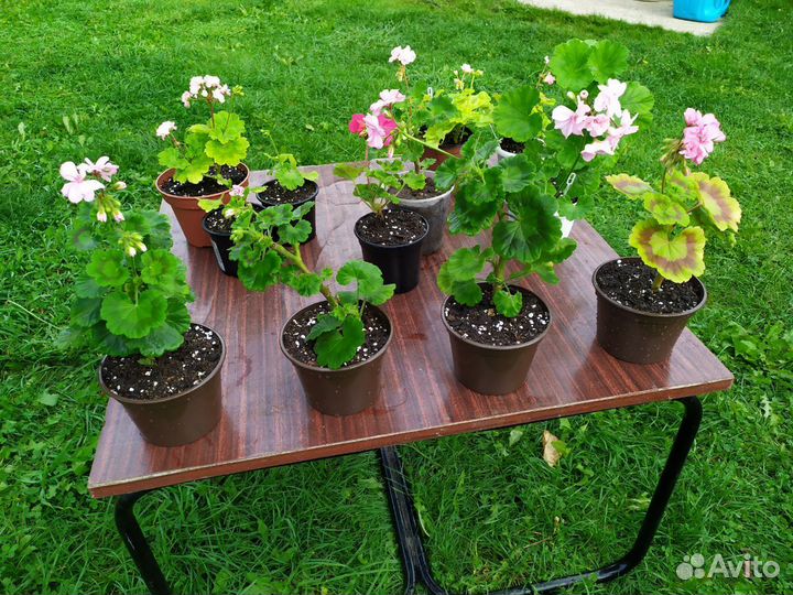 Герань пеларгония