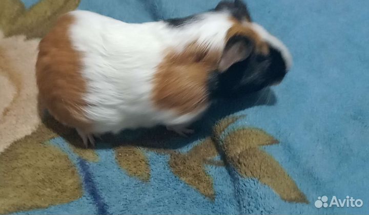 10 мес свинка мальчик