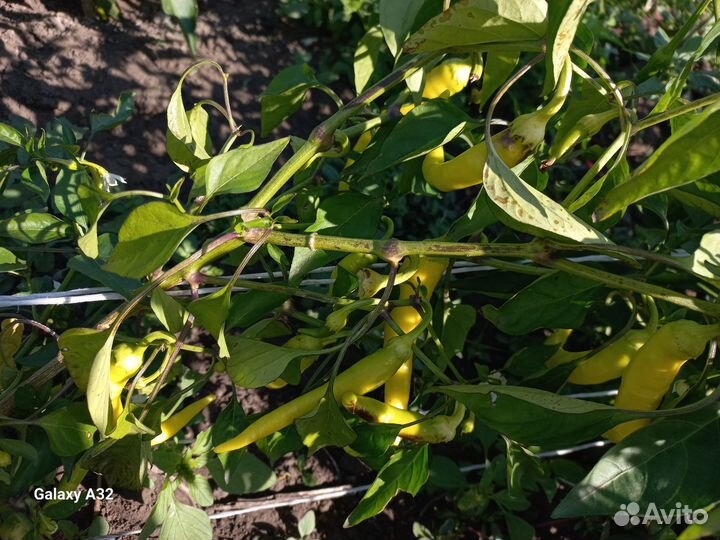 Острый перец