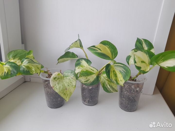 Сциндапсус эпипремнум