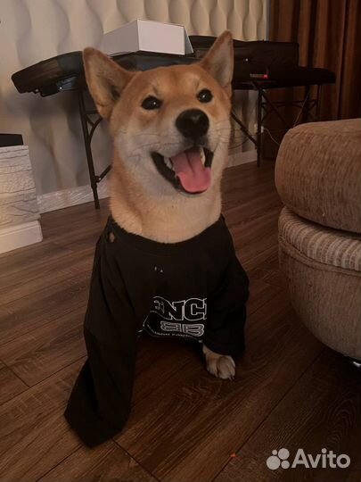 Вязка сиба-ину