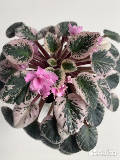 Сортовые фиалки