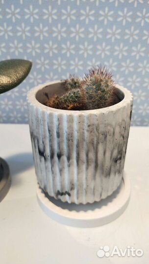 Кактусы и суккуленты, хавротии в кашпо