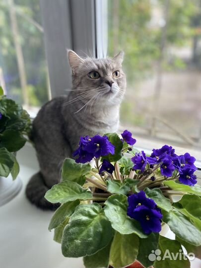 Велосипед подростковый