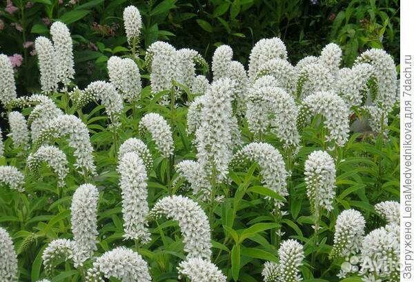 Многолетники ирис болотный,хосты, лилейник