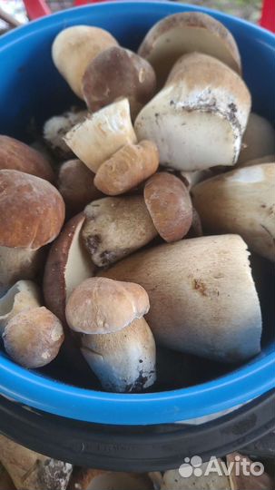 Белые грибы,лисички,маслята маринованные. Доставка