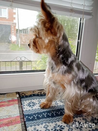 Йоркширский терьер