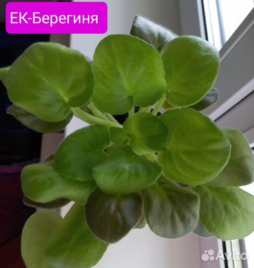 Фиалки сортовые