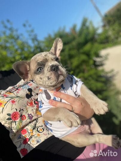 Французский бульдог голубой мерль