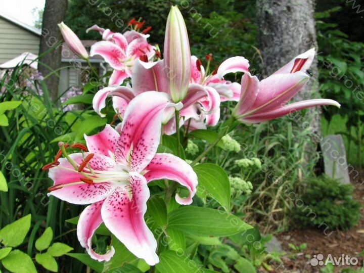 Лилия Восточная зимостойкая