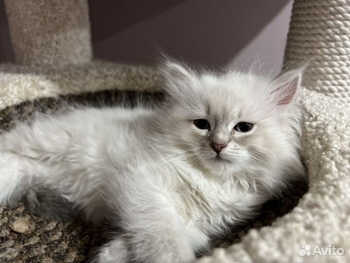 Сибирские котята питомник