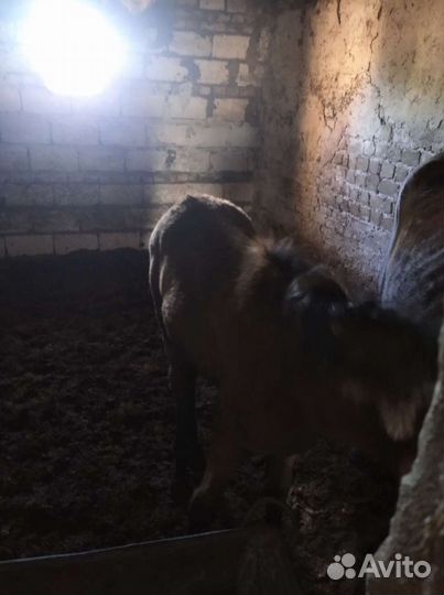 Кобыла с жеребенком