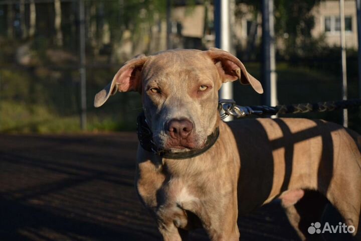 Питбуль кобель