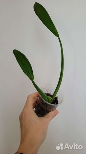 Филодендрон