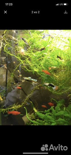 Аквариумное растение, рыбки
