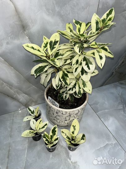 Фикус микрокарпа альбомаргината