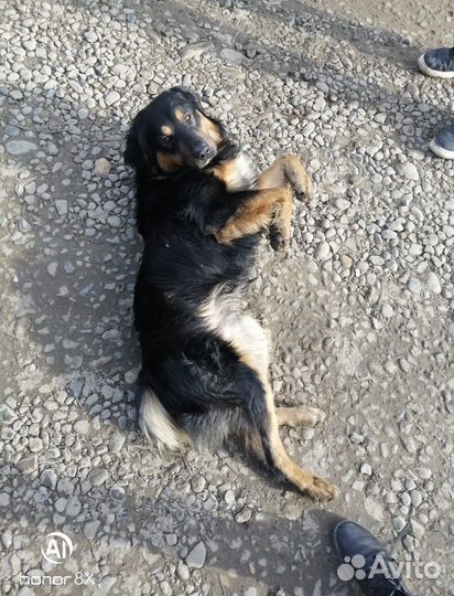 Самый добрый пес Блеки ищет дом