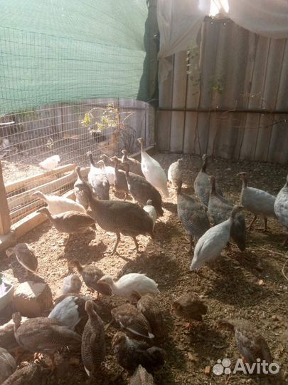 Цыплята цесарки