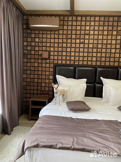 Девушка чихуахуа познакомится с мужчиной чихуахуа