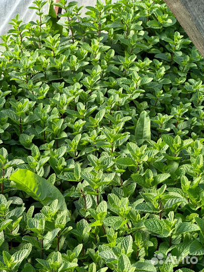 Мята Израиль