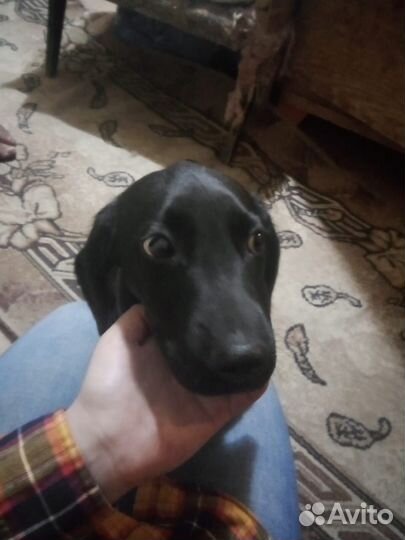 Собака бесплатно в добрые руки