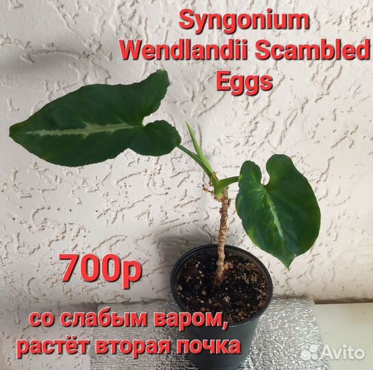 Фикус, ароидные