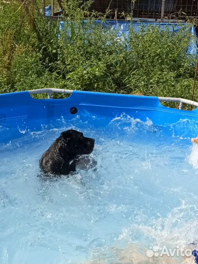 Щенки Кане Корсо