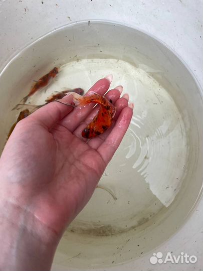 Декоративная рыба (похожа на карпа кои)