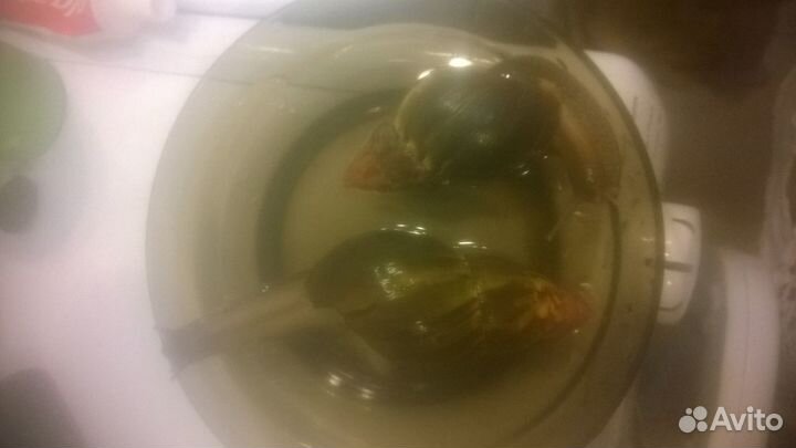 Гиганская Улитка Ахатина