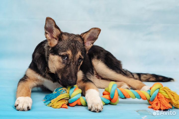 Кудрявый щенок в добрые руки