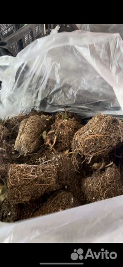 Рассада клубники