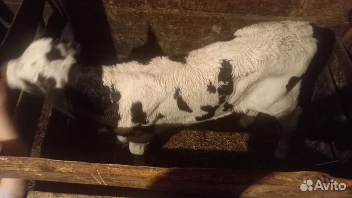 Продам бычка