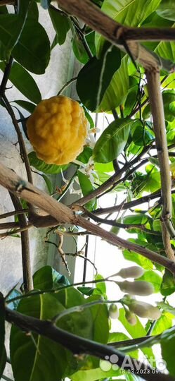 Лимон пандероза