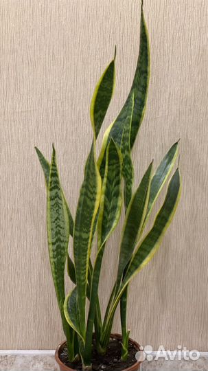 Сансевиерия