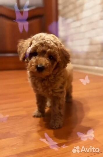 Той-пудель, мальчик