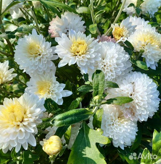 Хризантема корейская Белая, Желтая