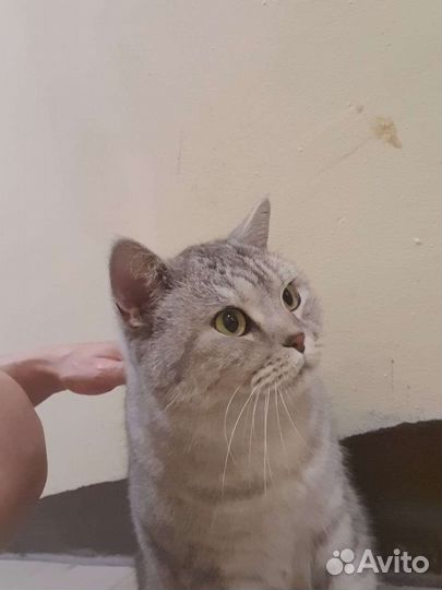 Британская кошка в добрые руки
