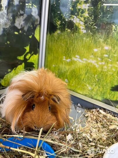 Морские свинки