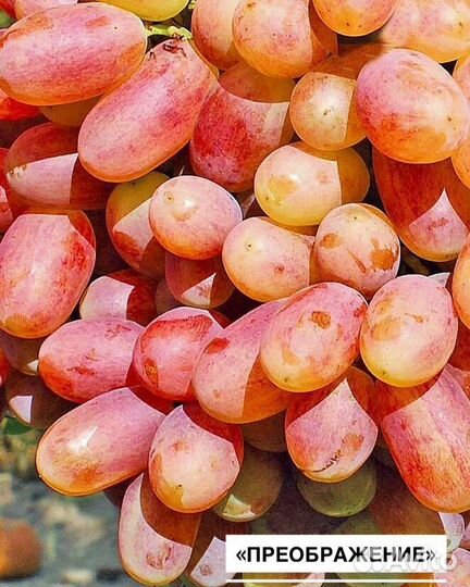 Саженцы винограда