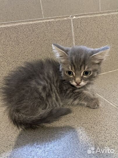 Котята отдам в добрые руки бесплатно