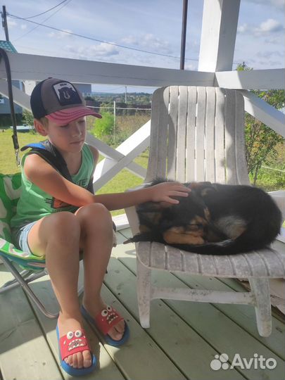 Метис немецкой овчарки