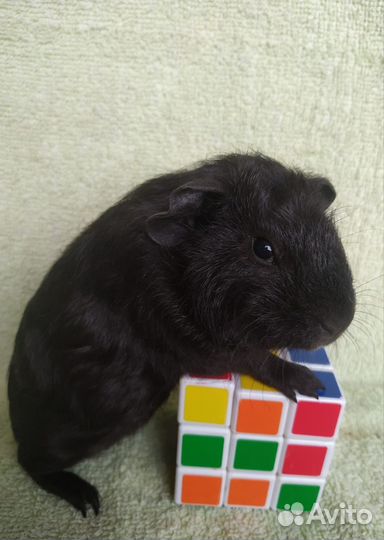 Морские свинки медвежата