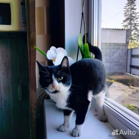 Кошка