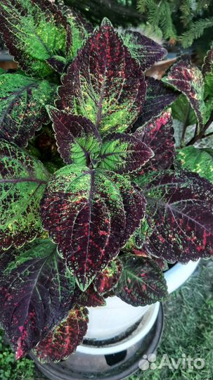 Колеусы вегетативные