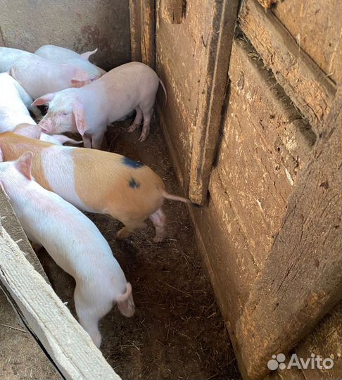 Поросята ландрас