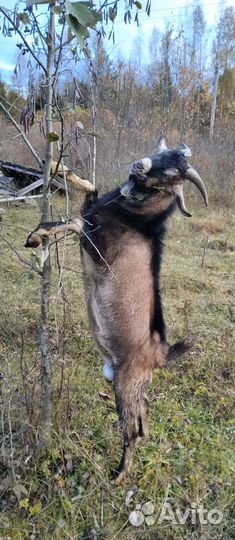 Козел и коза