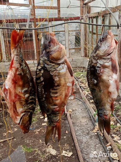 Карп соленый